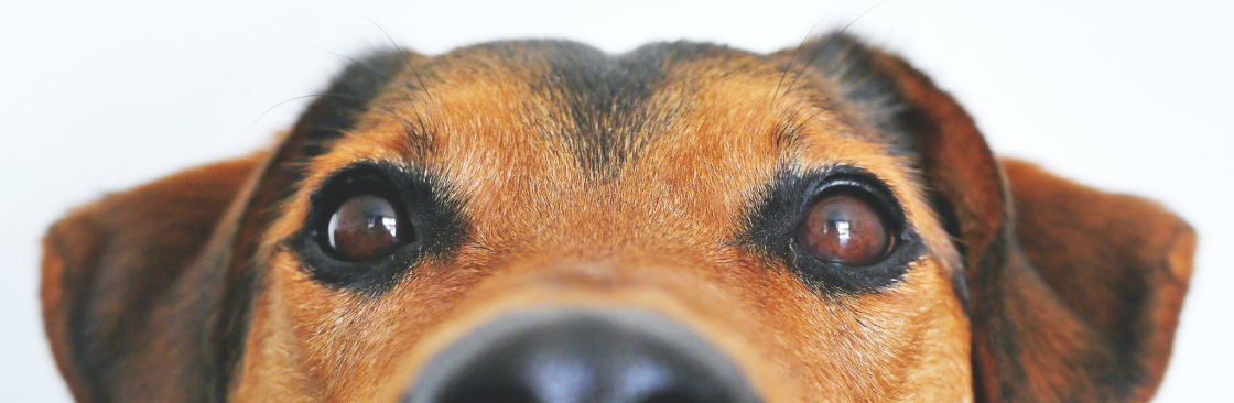 Richard Avedon Cover Image