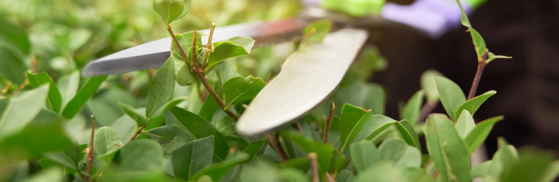 Asiya Garden Services Cover Image